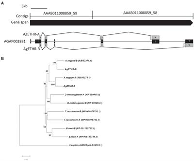 Functional Characterization of Ecdysis Triggering Hormone Receptors (AgETHR-A and AgETHR-B) in the African Malaria Mosquito, Anopheles gambiae